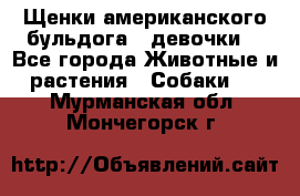 Щенки американского бульдога ( девочки) - Все города Животные и растения » Собаки   . Мурманская обл.,Мончегорск г.